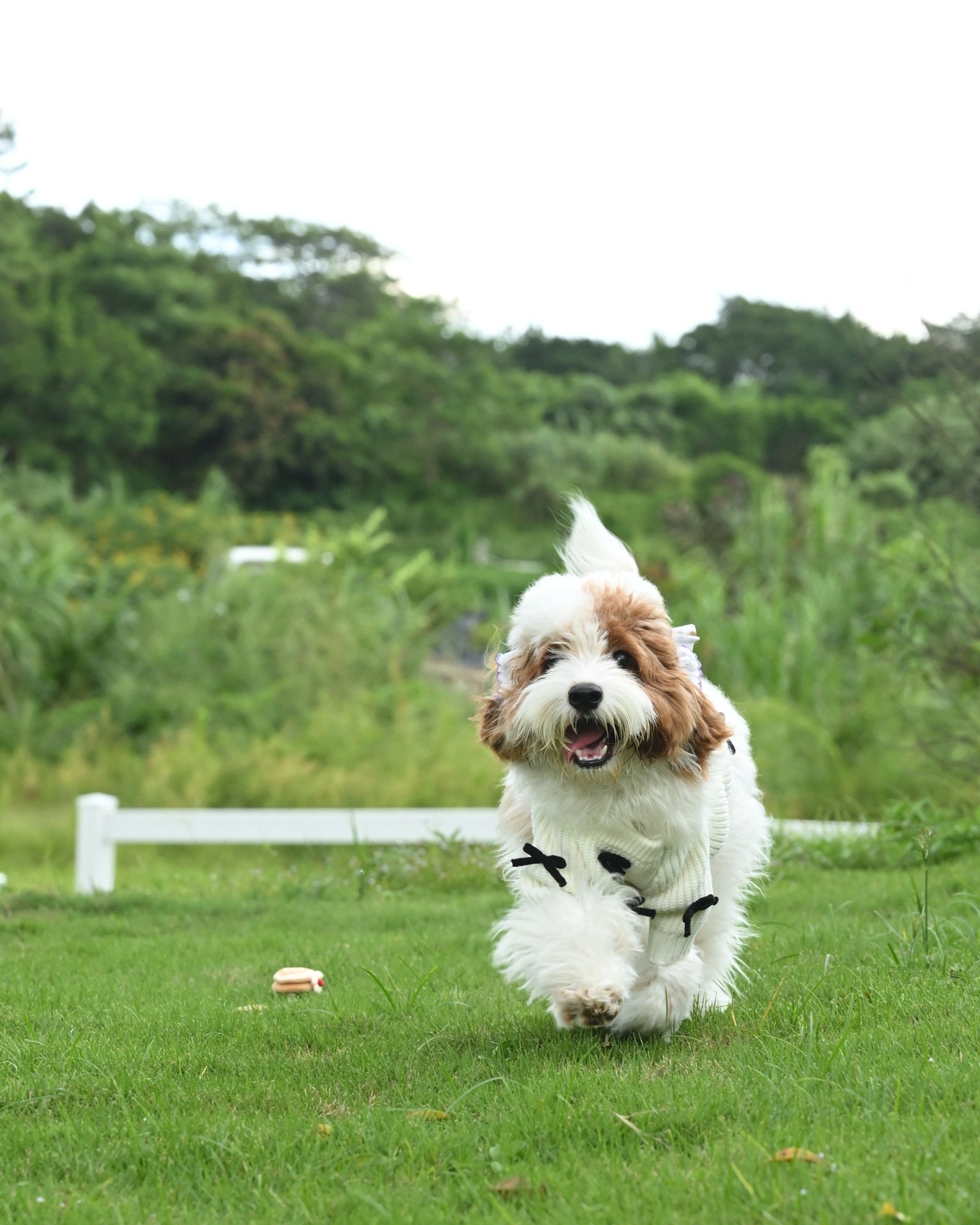 Black Bow-3D Motif Pet Sweater - Image 5
