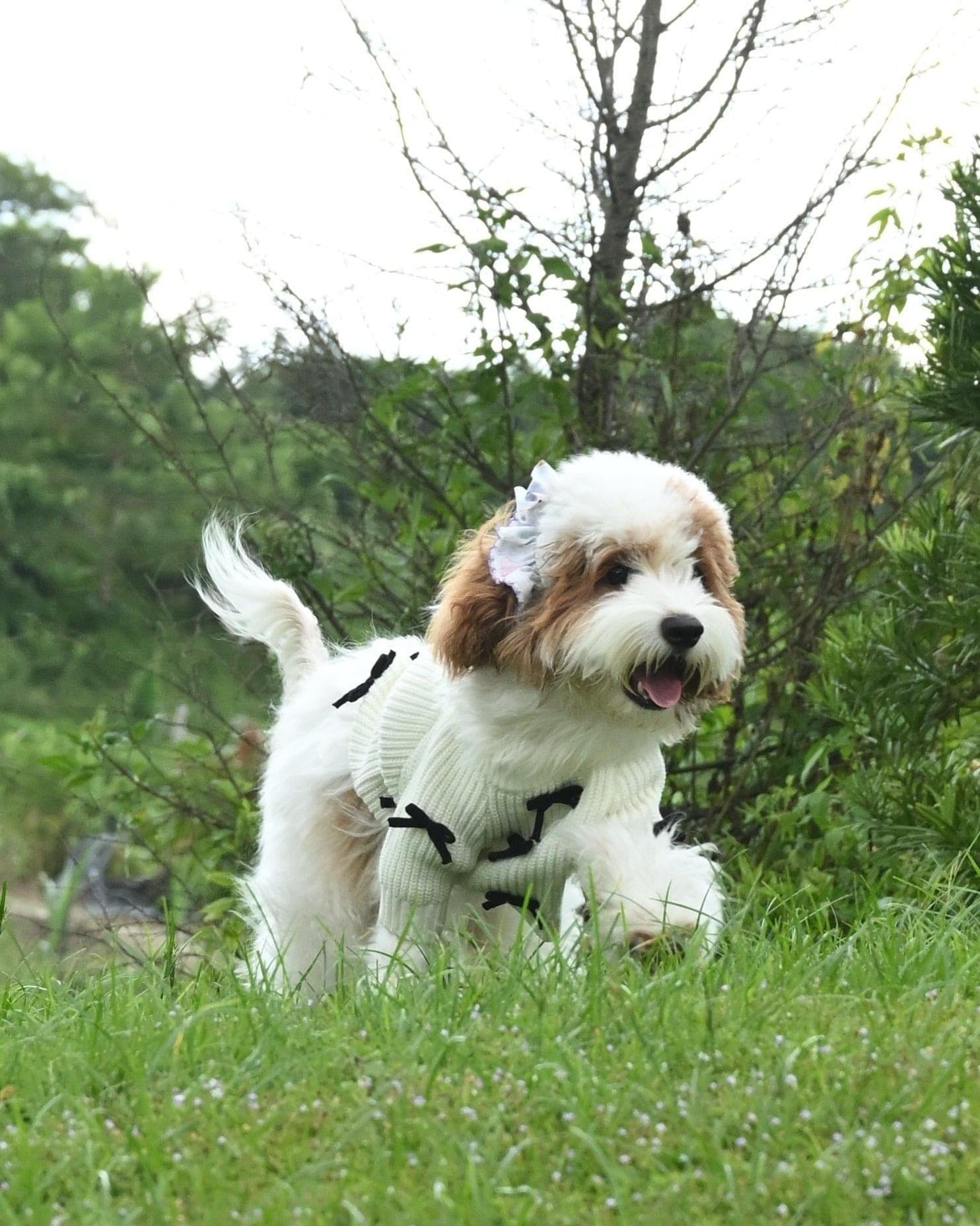 Premium Black 3D Bow Design Winter Sweater for Pets - Image 4