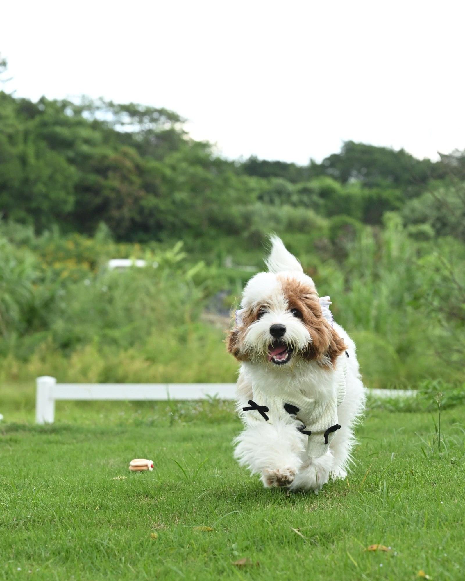 Premium Black 3D Bow Design Winter Sweater for Pets - Image 5