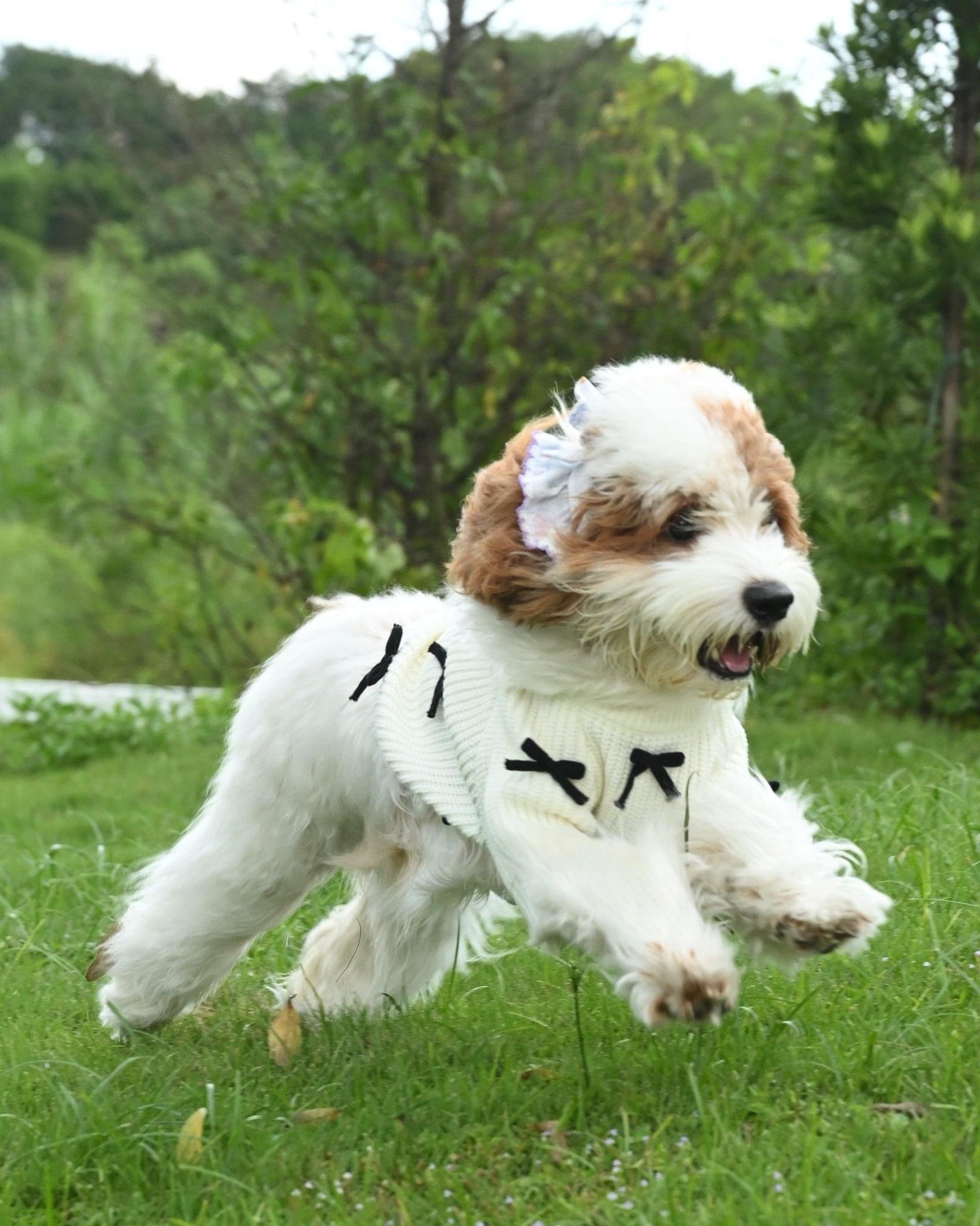 Premium Black 3D Bow Design Winter Sweater for Pets - Image 6